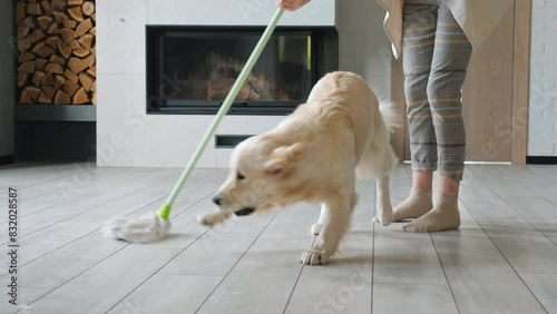 A cheerful woman gets help cleaning the house from her funny golden retriever. photo