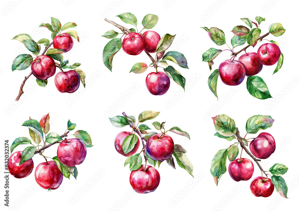 Watercolor apples set isolated on transparent background. Watercolor apples set isolated on transparent background.