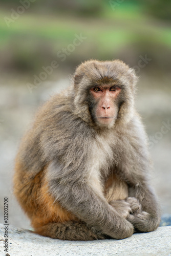 Portrait close-up of a monkey in the forest