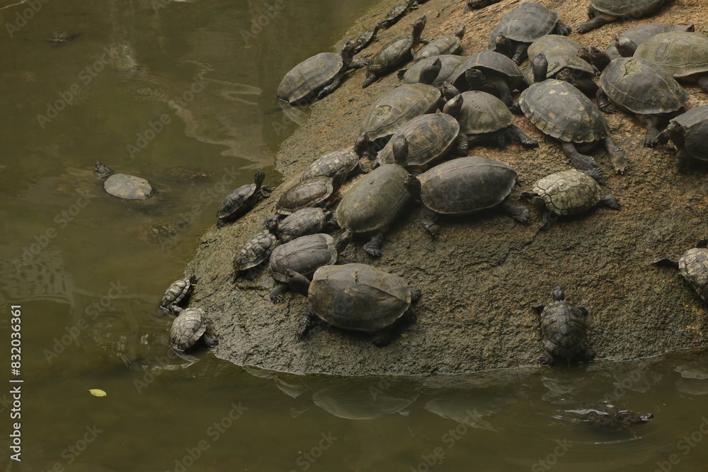 Fototapeta premium Turtles on the rocks, Malaysia