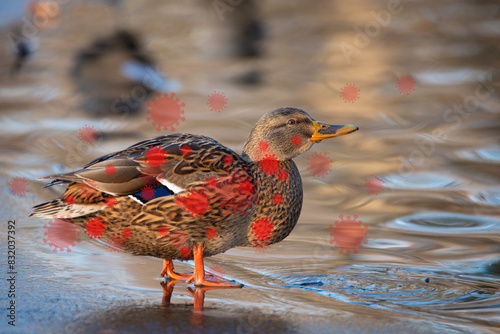 Bird flu virus outbreak, Avian influenza, infectious disease spreading to mammals and humans, sick duck photo