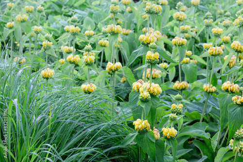 Syrisches Brandkraut -Phlomis russeliana- in voller gelber Blüte im Staudenbeet
