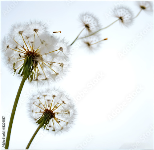 flying dandelion seeds on white background