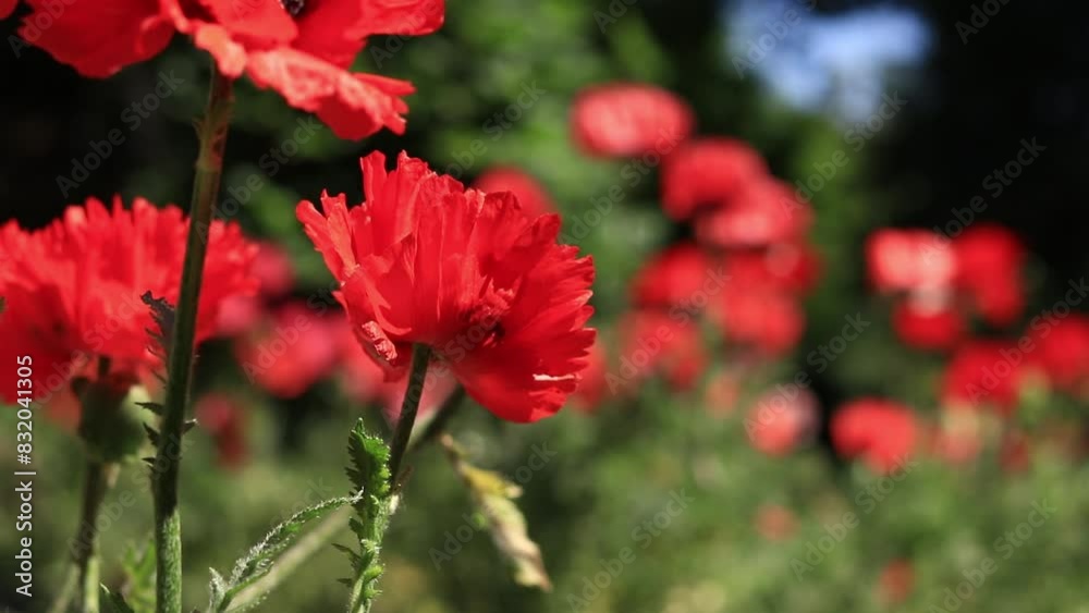 Close-up of a decorative red poppy flower. Big flower. Natural floral background. Poppies bloom in a park or garden. Lush spring flower. Poppies blooming outdoors in the open air Close-up of a decorative red poppy flower. Big flower. Natural floral background. Poppies bloom in a park or garden. Lush spring flower. Poppies blooming outdoors in the open air