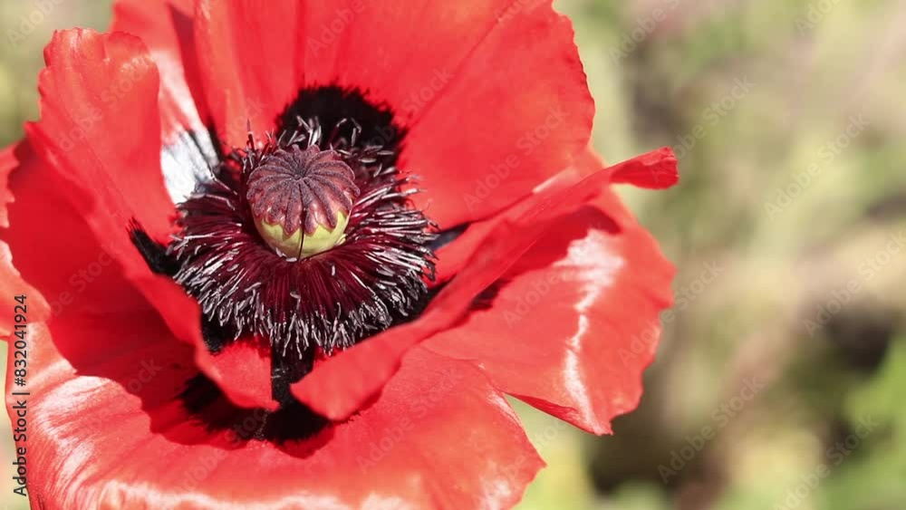 Close-up on a decorative poppy flower, petals and stamens. Big flower. Natural floral background. Poppies blooming in a park or garden. Lush spring flower Close-up on a decorative poppy flower, petals and stamens. Big flower. Natural floral background. Poppies blooming in a park or garden. Lush spring flower