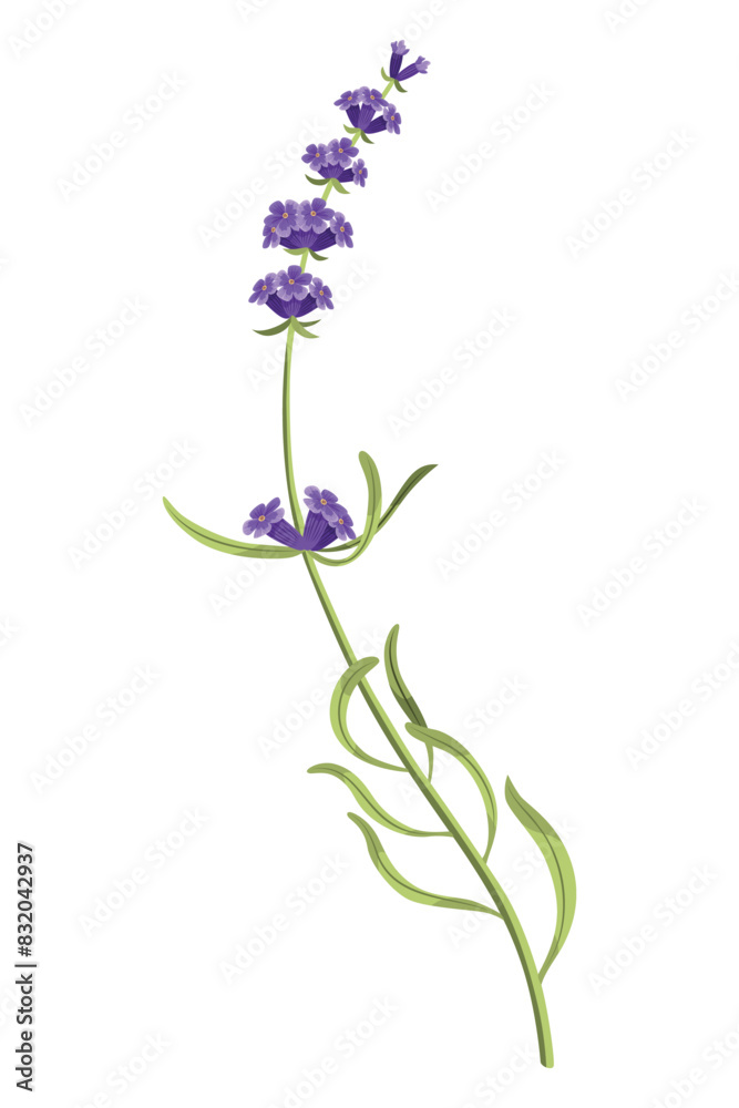 Lavender. Purple lavendar stems and blooms. Rustic trendy greenery flowers. Provence floral plant on white background. Vector cartoon illustration