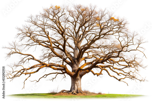 Beautiful old tree isolated on white background. Single old and dead tree on nature. Alone wooden trunk forest in fall season change. Clipping path