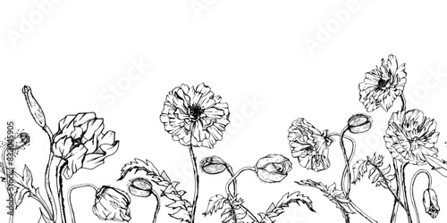 Hand drawn vector graphic botanical illustration flowers leaves. Red poppy papaver, stems buds seedpods. Seamless banner isolated white background. Design wedding, cards, remembrance day stationery