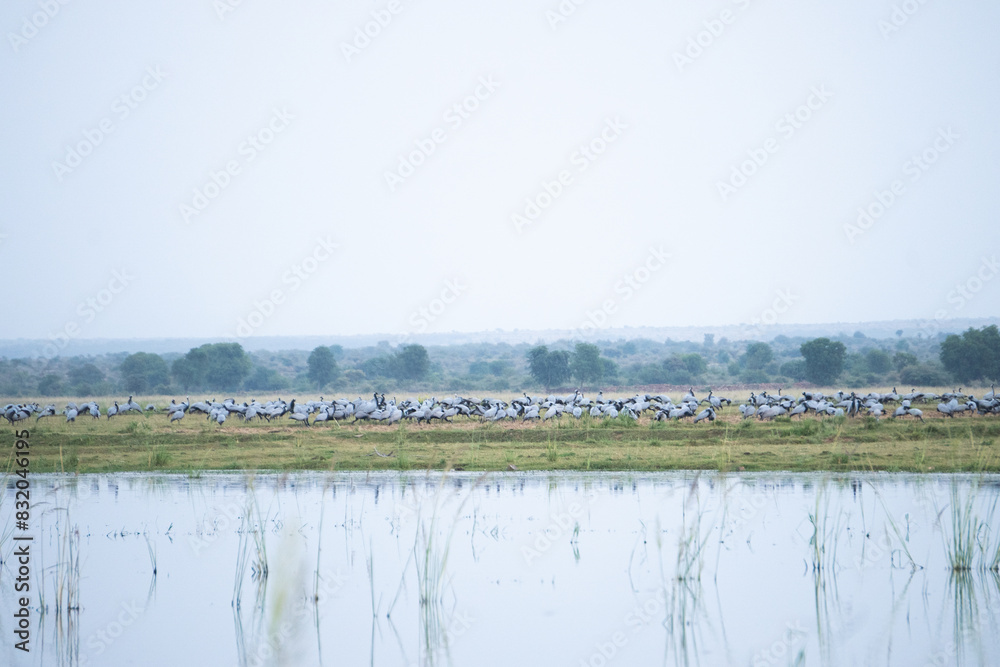 A huge flock of Demoiselle cranes or Grus virgo or Koonj birds perching on ground across a river in Gwalior Madhya Pradesh India during evening time A huge flock of Demoiselle cranes or Grus virgo or Koonj birds perching on ground across a river in Gwalior Madhya Pradesh India during evening time