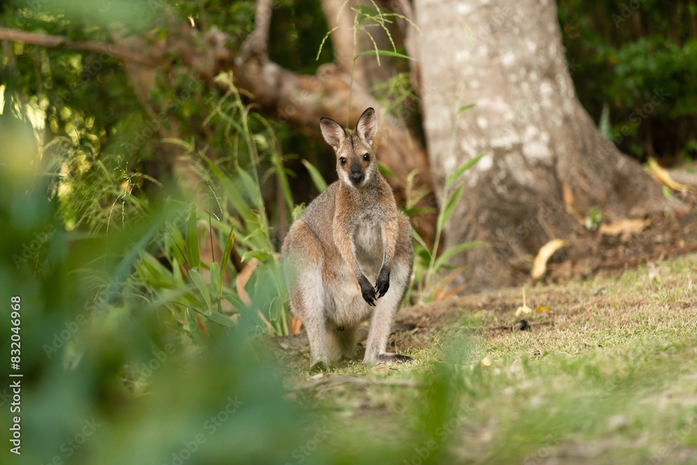 Obraz premium 野生のワラビー、Wild Wallaby