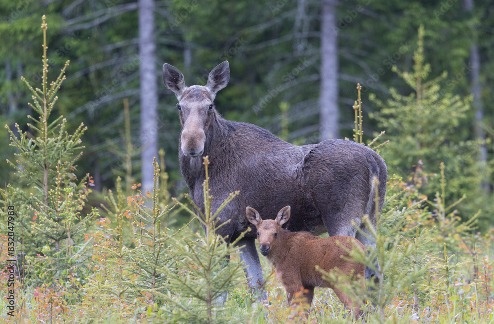 Mother moose and her calf grazing in a forest Mother moose and her calf grazing in a forest