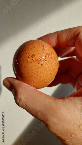 A human hand cups a chicken egg, light and shadow playing in the background.