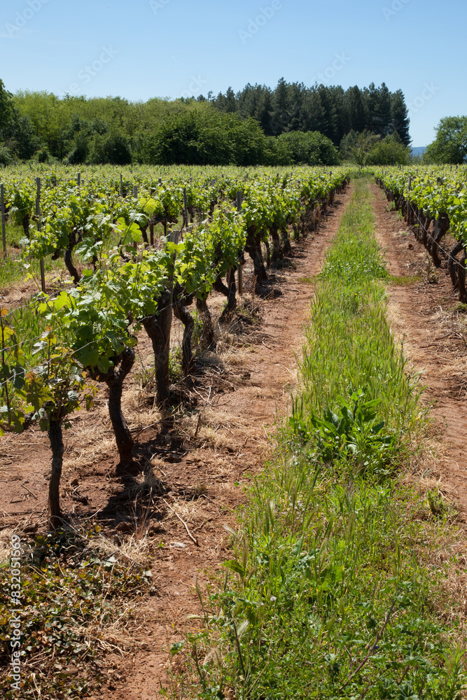 Dans les vignes de Vinezac village viticole d'Ardèche Dans les vignes de Vinezac village viticole d'Ardèche