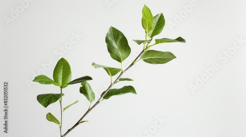 Structure of a stem plant against a white background