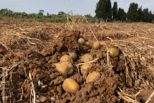 Potatoes in the field during picking