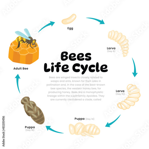 Honey Bee Life Cycle Diagram for Science Education development process scheme illustration, Different insect stages examples bee egg, larvae, honeycomb, pupa and adult, explanation scheme.