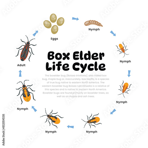 Box Elder Life Cycle Diagram for Science Education development process scheme illustration, Different insect stages from stages - eggs, larva, pupa, adult box elder bug, reproduction explanation.