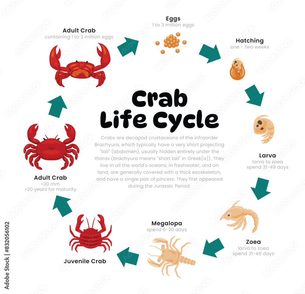 Crab Life Cycle Diagram for Science Education development process