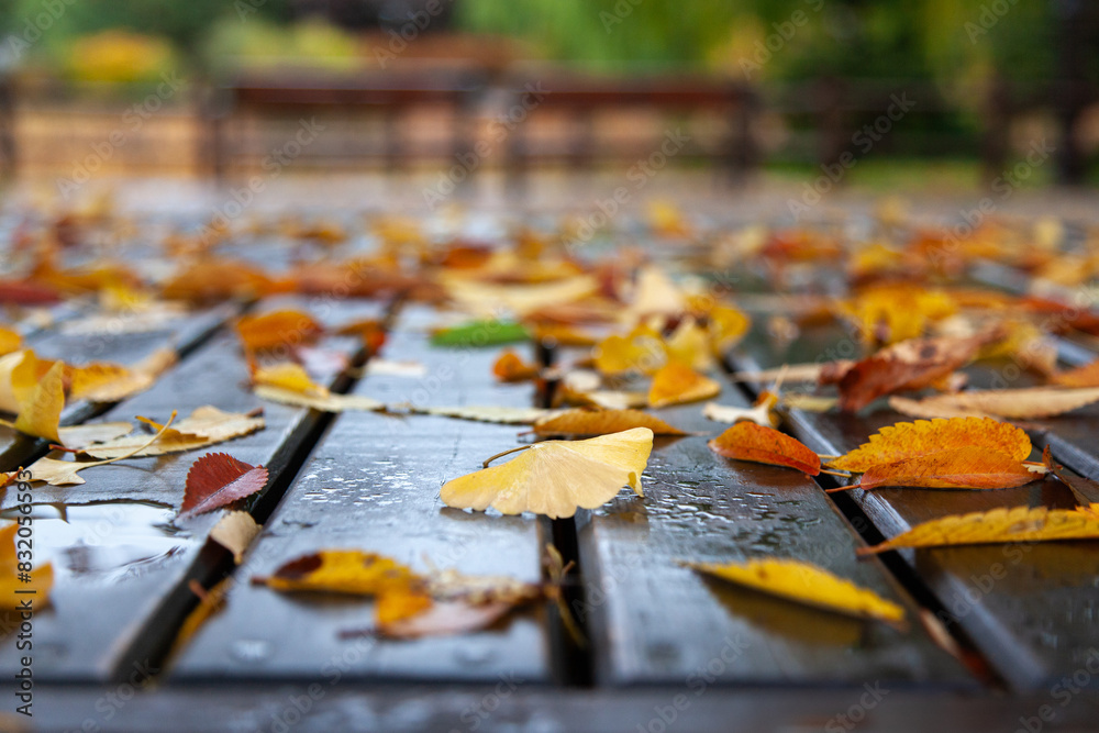 View of the fallen leaves on the empty bench after the rain View of the fallen leaves on the empty bench after the rain
