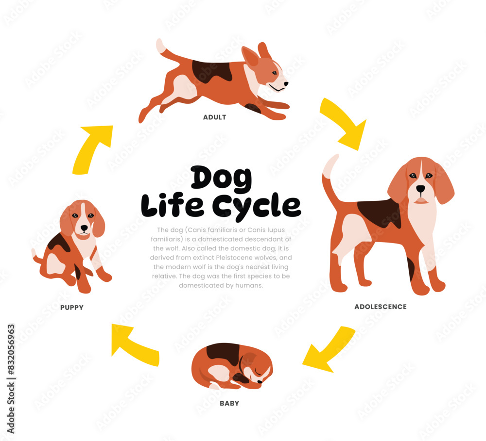 Dog Life Cycle Diagram for Science Education development process scheme ...