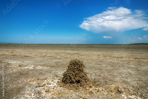 Myrmecology. Ants build anthills on salt marsh in form of earthen tower because salt water under crust of soil. Nomadic Myrmica limanica or driver ants builds such craters near exit. North Black Sea photo