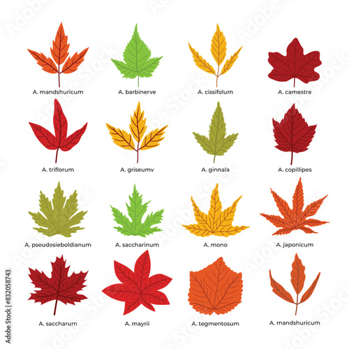 Set of different types of acer leaves set collection, Autumn colorful fallen leaves isolated on white background, Fall season,Maple Leaf in Autumn isolated on white background, vector illustration.
