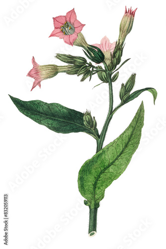 Pink nicotiana tabacum flowers png antique illustration photo
