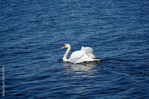 Fototapeta Naklejka Na Ścianę i Meble -  Single white swan swimming on water