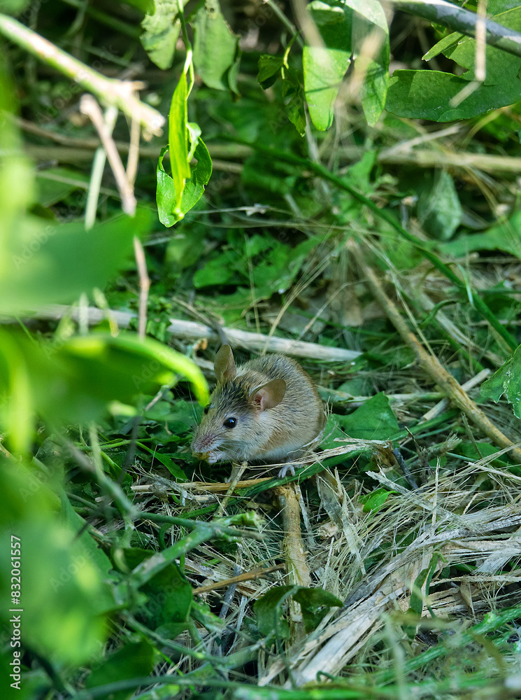 Possibly wild house mouse (Mus musculus) in the suburbs of Abu Dhabi, United Arab Emirates Possibly wild house mouse (Mus musculus) in the suburbs of Abu Dhabi, United Arab Emirates