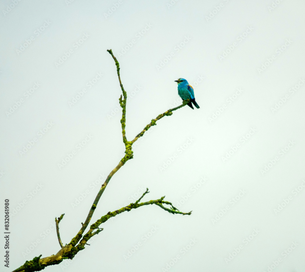 Obraz premium A bright tropical Blue roller (Coracias garrullus) sits on top of a dry mangled tree. Dry subtropical steppe of Crimea
