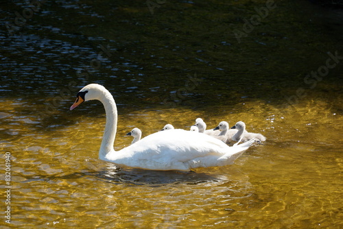 Fototapeta Naklejka Na Ścianę i Meble -  White swans family - mother and children - swimming on water