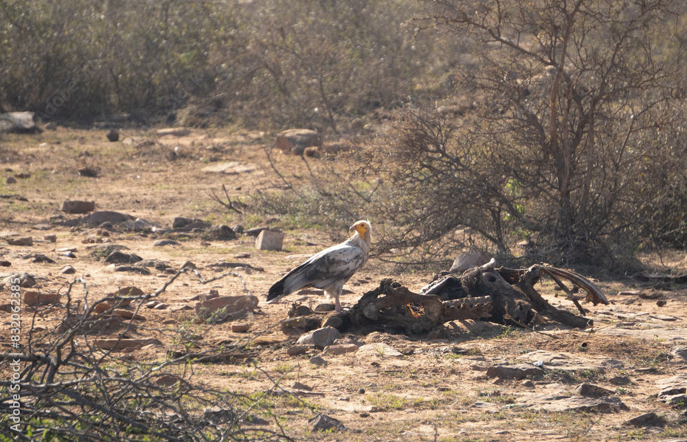 Adult Egyptian Vulture feeding on a animal carcass in a semi arid forest of Madhya Pradesh India Adult Egyptian Vulture feeding on a animal carcass in a semi arid forest of Madhya Pradesh India
