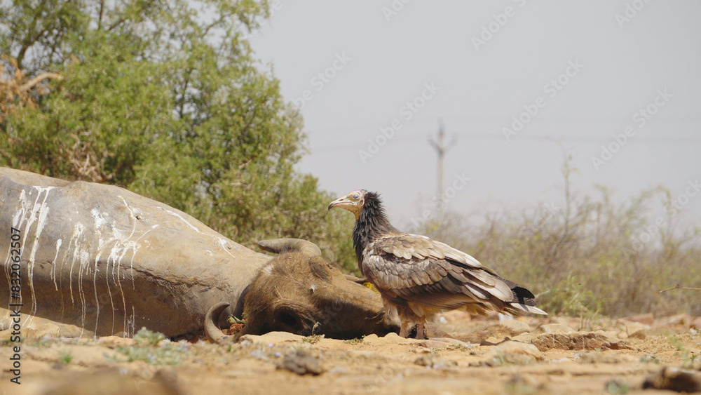 Obraz premium Close shot of young Juvenile Egyptian Vulture feeding on a buffalo carcass in a semi arid forest of Madhya Pradesh India