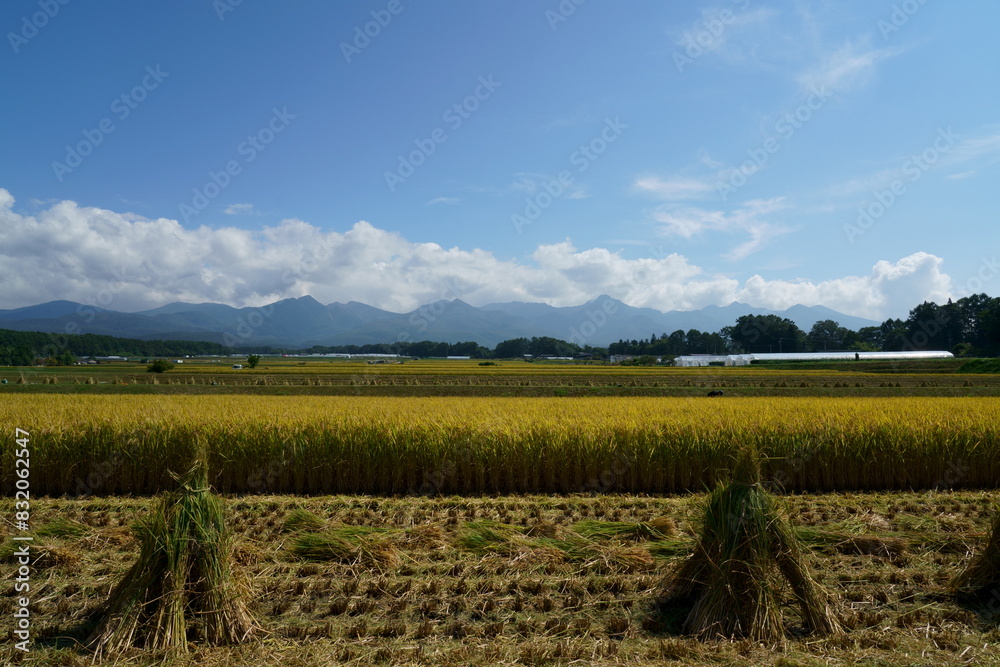 Fototapeta premium 秋の青空のもと黄金色の稲田はお米が実る