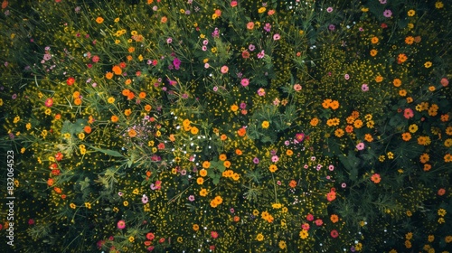 Aerial view of a vast field carpeted with colorful wildflowers, resembling a vibrant patchwork quilt