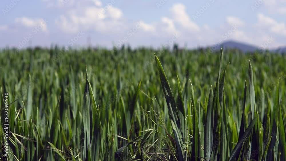 Grass Blowing in Wind. High quality video Grass Blowing in Wind. High quality video