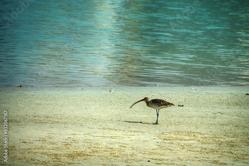 A wintering European curlew (Numenius arquata) feeds on the coast of the Persian Gulf, sticks its long curved beak deep into the sand, sandy beach, interstitial fauna sounding photo