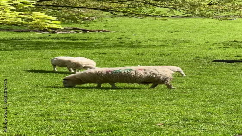 flock of sheep and lambs on the meadow, Ireland flock of sheep and lambs on the meadow, Ireland