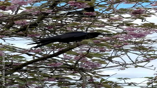 black bird on a pink sakura tree