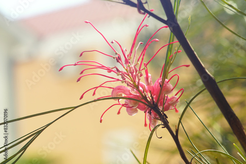 Close-up of Grevillea johnsonii during flowering. Unusual spider flower inflorescence - Australian nature. photo