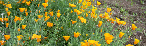 オレンジ色の花菱草(Eschscholzia californica)のグループ【カリフォルニアポピー】ケシ科 photo