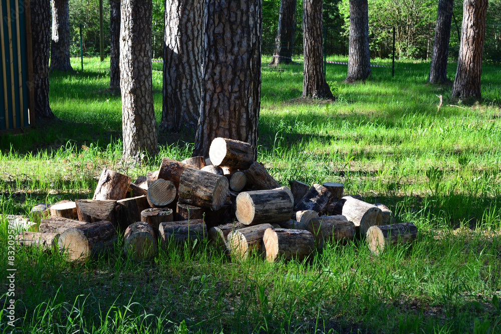 a pile of logs on the green grass in the woods a pile of logs on the green grass in the woods
