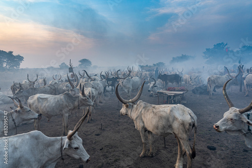 Backlit photo of a Mundari cattle camp at sunset, Mundari tribe, South Sudan photo