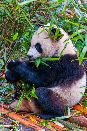 Panda Bear, Chengdu, Sichuan, China photo