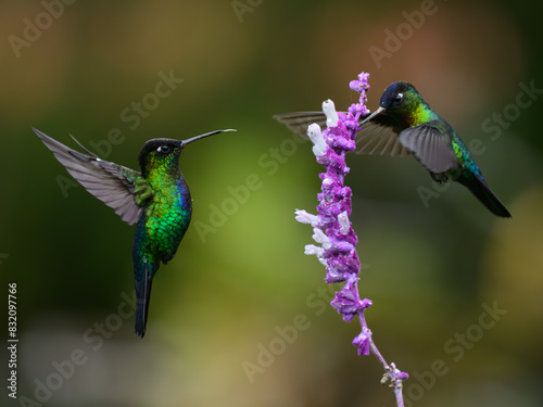 Fiery Throated hummingbird, Costa Rica, Central America photo