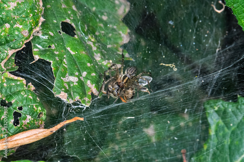 Common crossweed or Araneus diadematus sits on a spider s web. Macro photo of a spider.