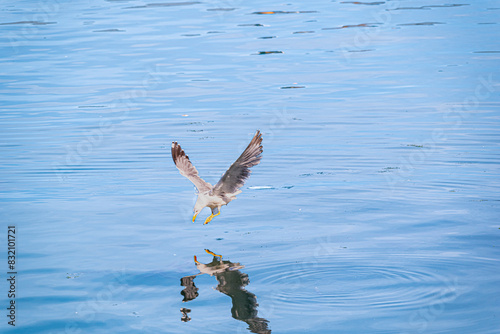 Gaviotas pescando en el mar