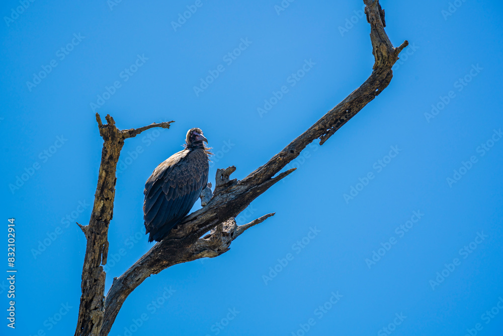 View of white backed vulture (Gyps africanus) in tree on game drive in Kruger National Park, South Africa View of white backed vulture (Gyps africanus) in tree on game drive in Kruger National Park, South Africa