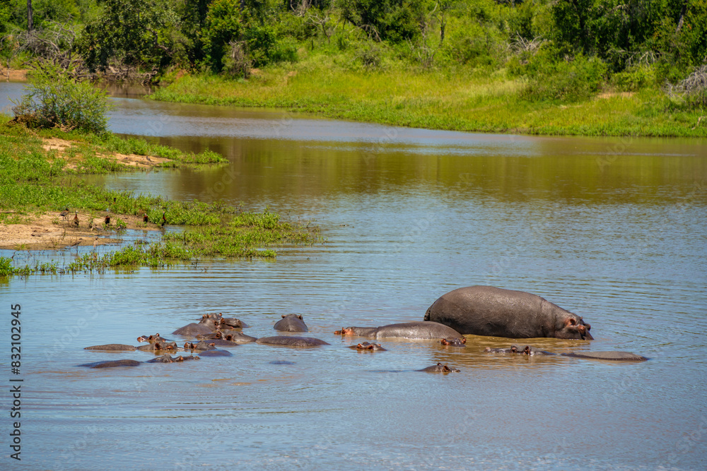View of Hippopotamus (Hippopatamus amphibius), adult, in water, in Kruger National Park, South Africa