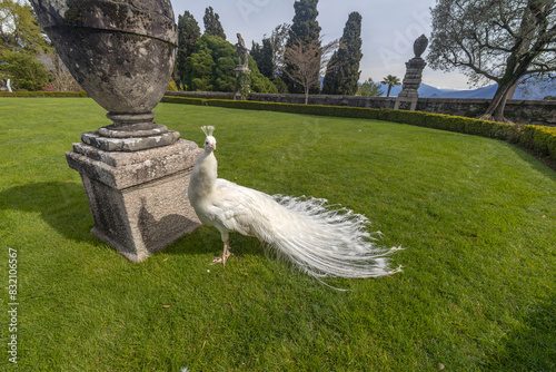 Beautiful white peacock in Isola Bella Gardens in Maggiore Lake, Stresa, province of Verbano-Cusio-Ossola, Piedmont, Italy.
